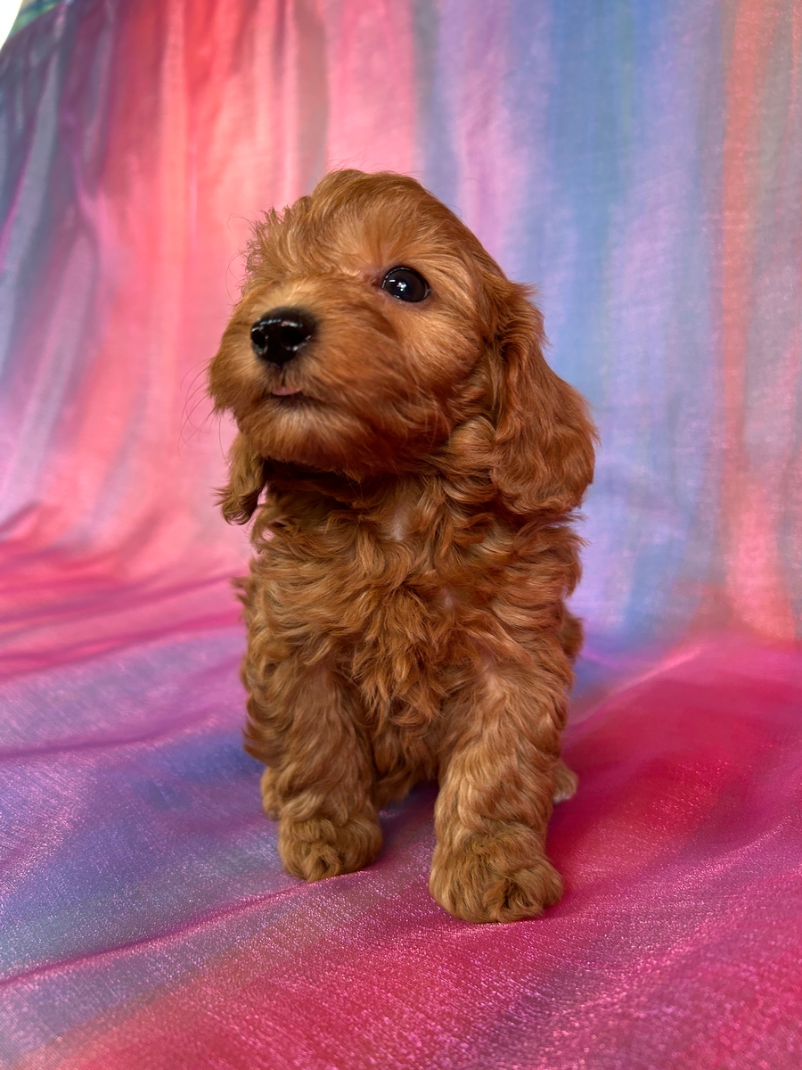 Dark Red Female F1b Mini Golden Doodle Puppy for Sale DOB 11-14-2025 $1200